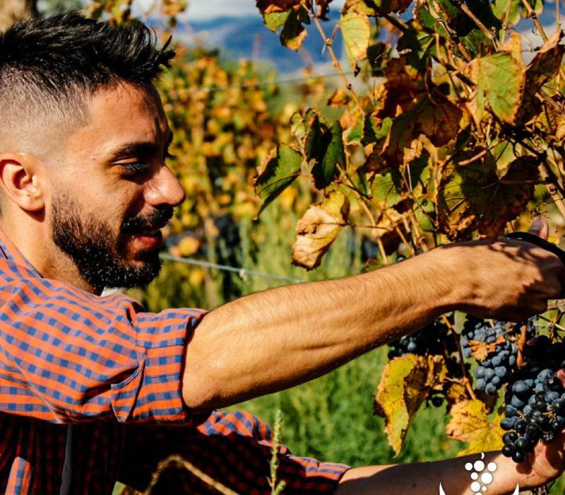 Vendimia 2024 - Proceso de Cosecha