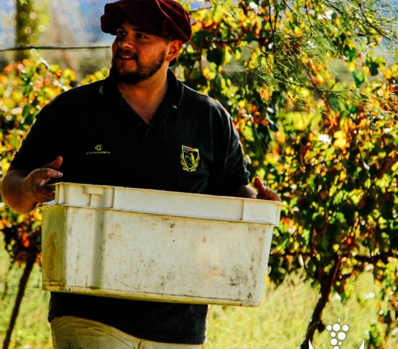 Vendimia 2024 - Selección de Uvas